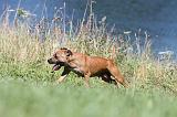 STAFFIE 087